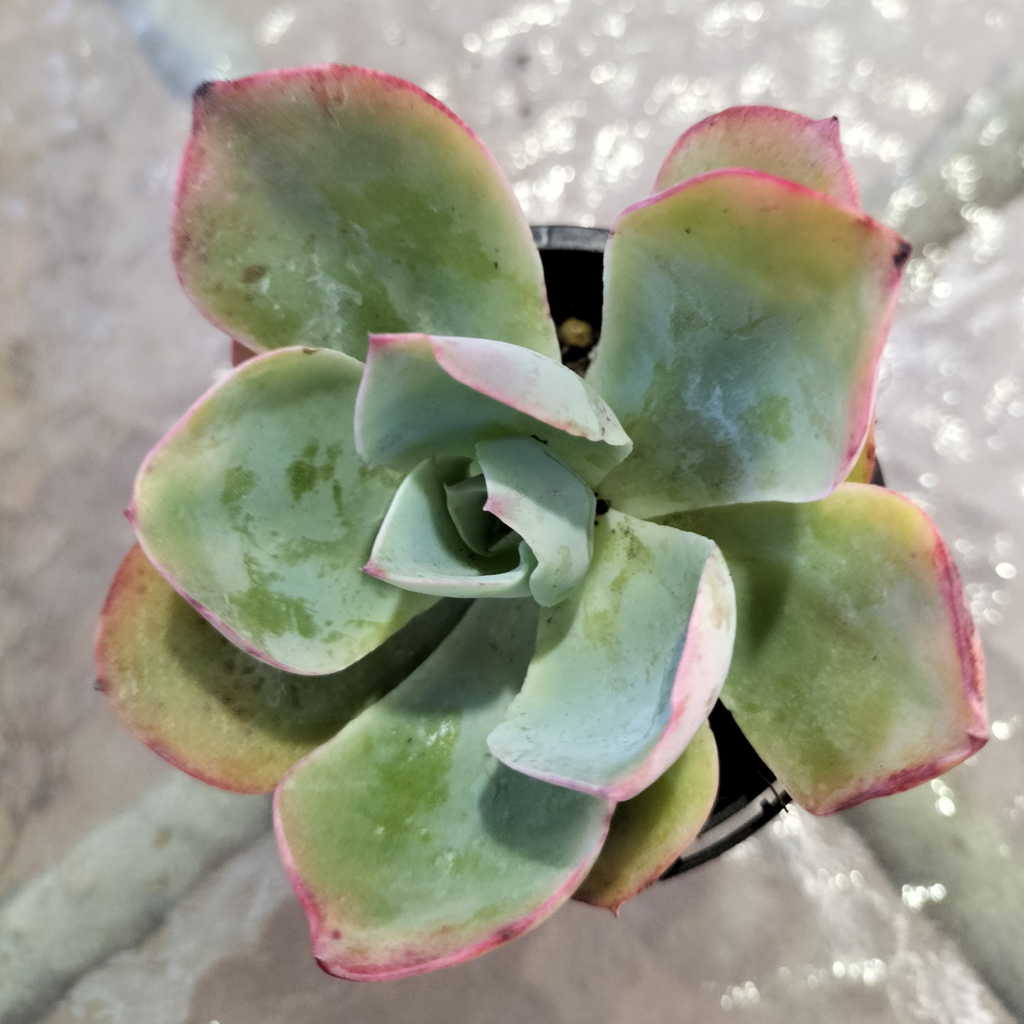 Echeveria 'Powder Blue' (White Rose Echeveria)