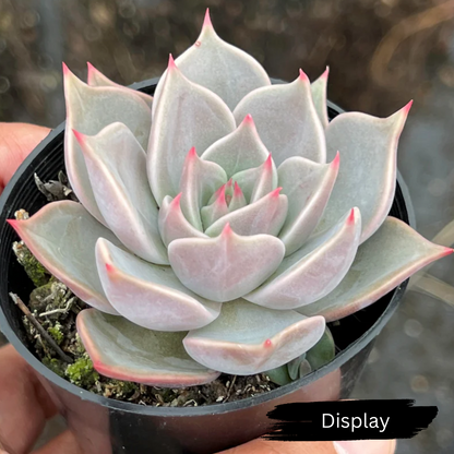 Echeveria 'Ppippi Saeu'