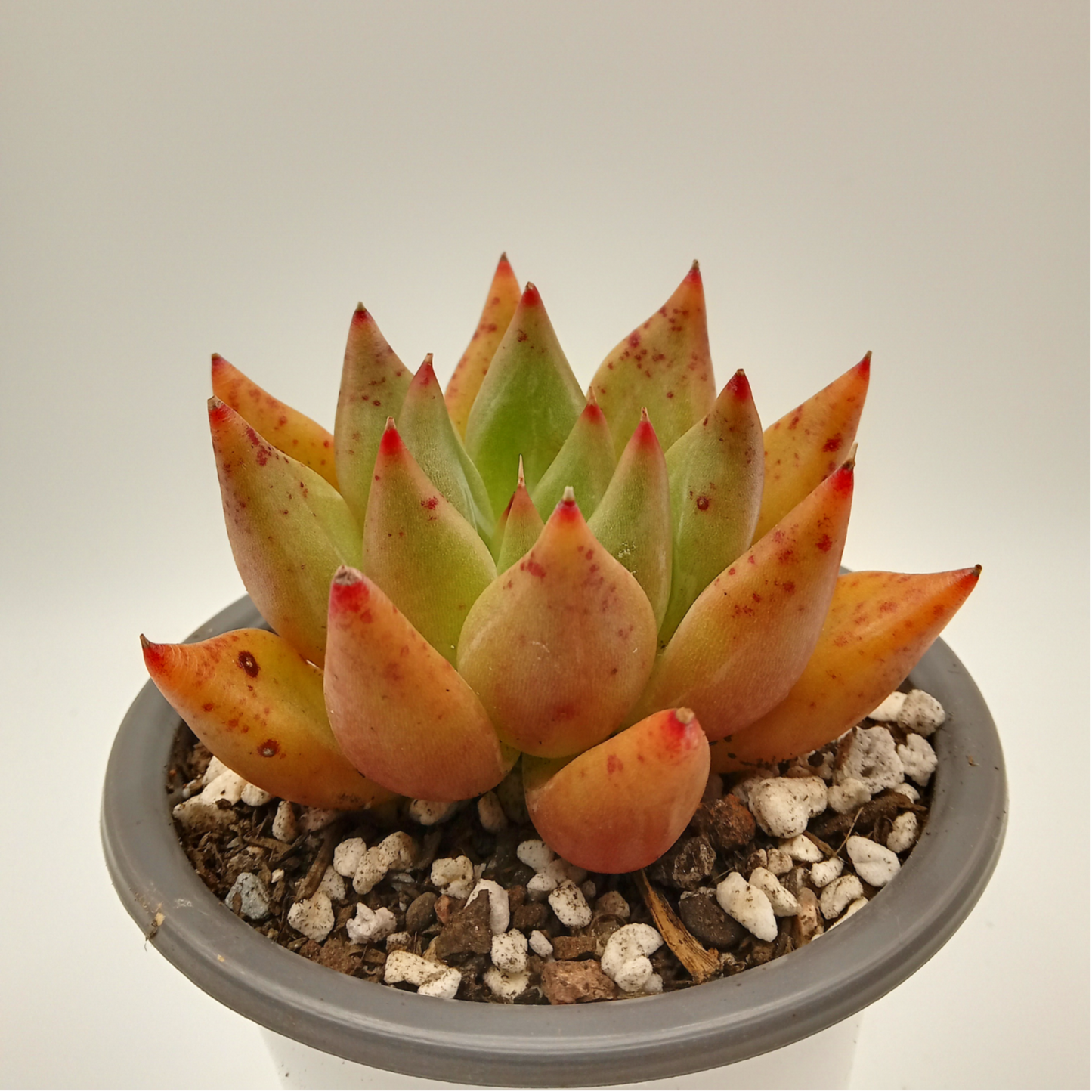 Echeveria 'Psyche'