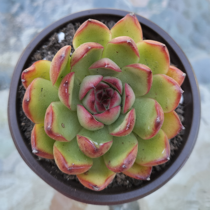 Echeveria 'Puli-lindsayana'