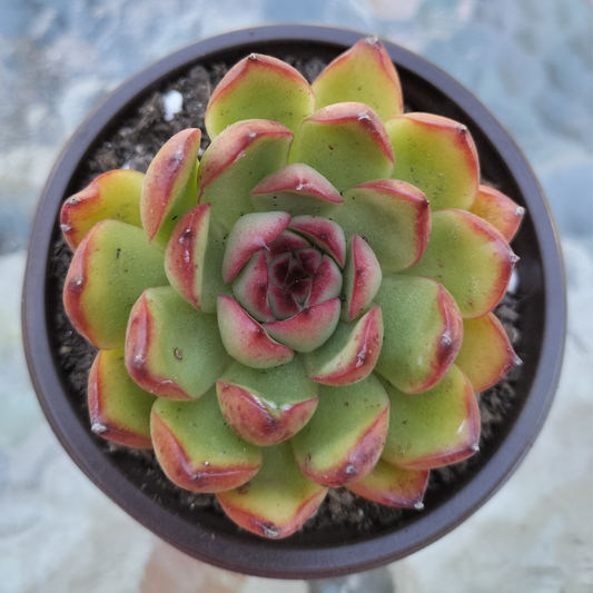 Echeveria 'Puli-lindsayana'