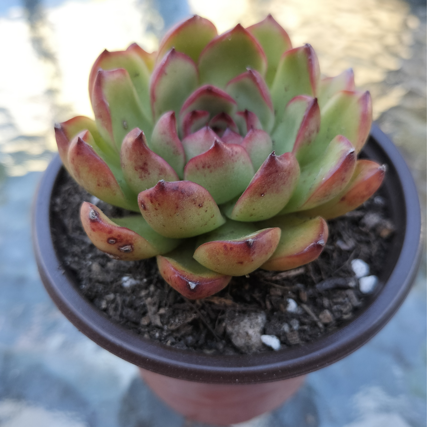 Echeveria 'Puli-lindsayana'
