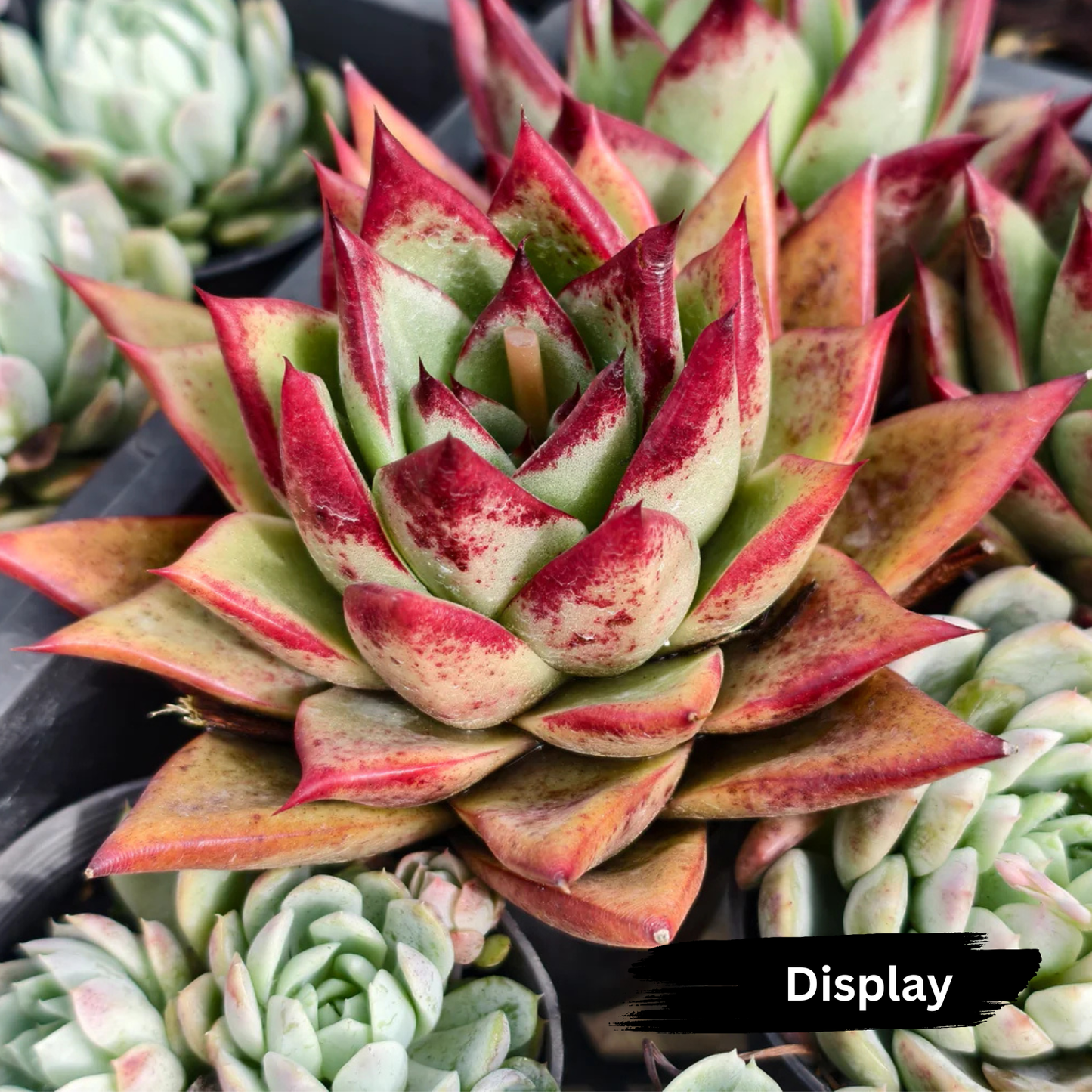 Echeveria agavoides 'Ebony sp. x Romeo Rubin'