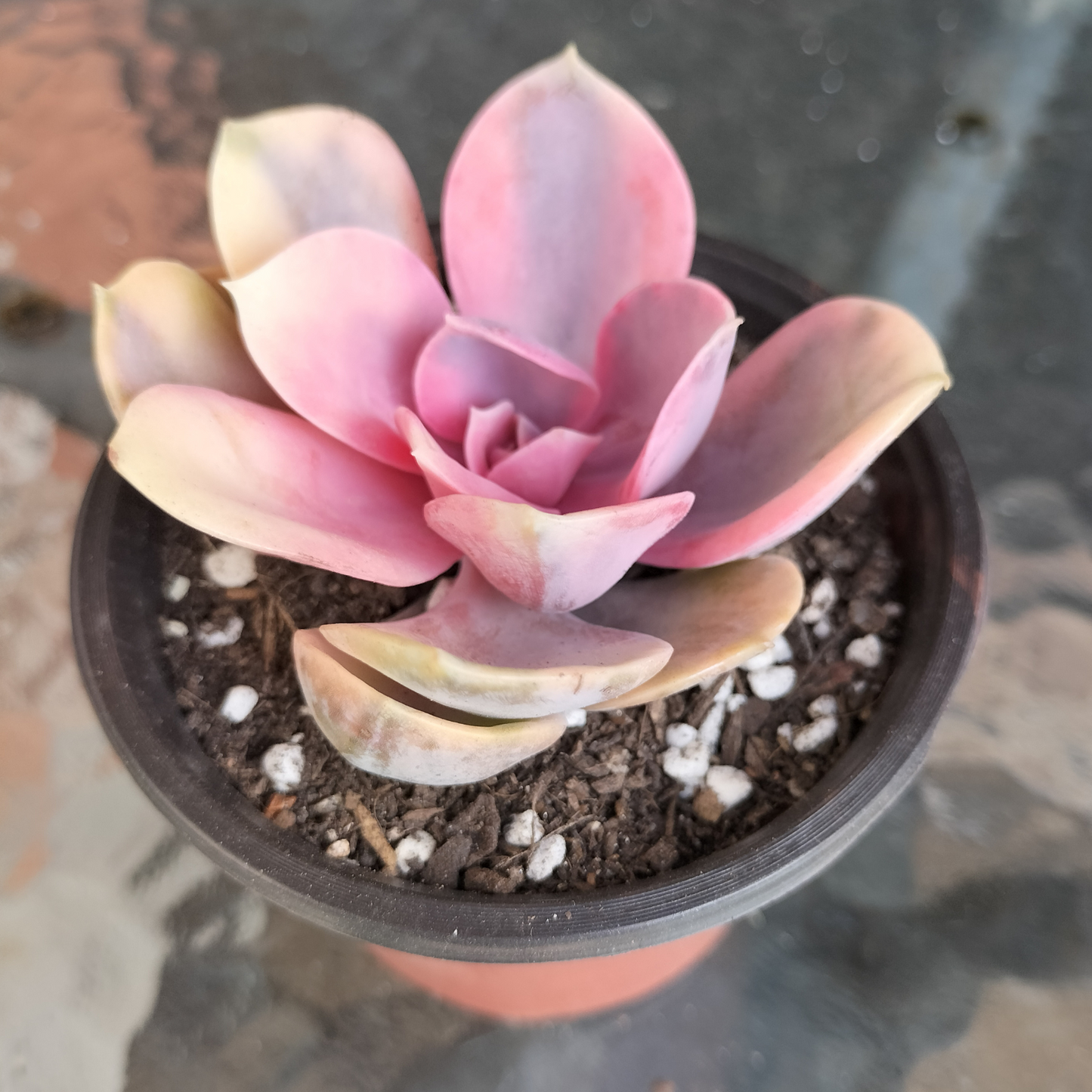 Echeveria 'Rainbow West' (XS)