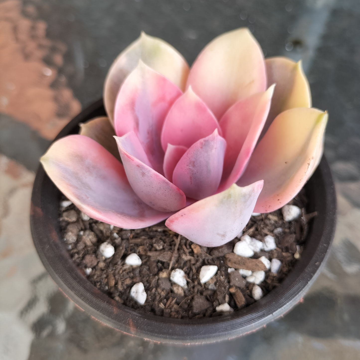 Echeveria 'Rainbow West' (XS)