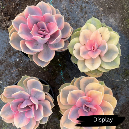 Echeveria 'Rainbow West' (XS)
