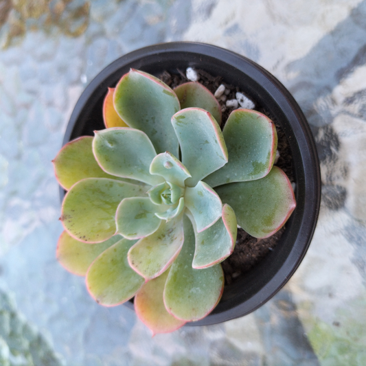 Echeveria 'Raindrops'