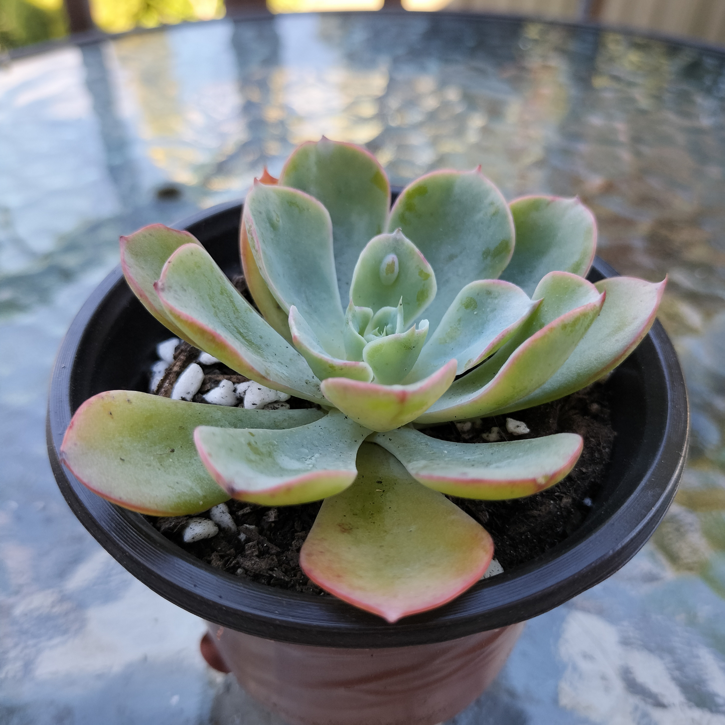 Echeveria 'Raindrops'