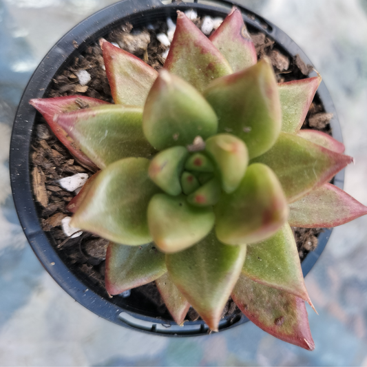 Echeveria 'Red Psyche'