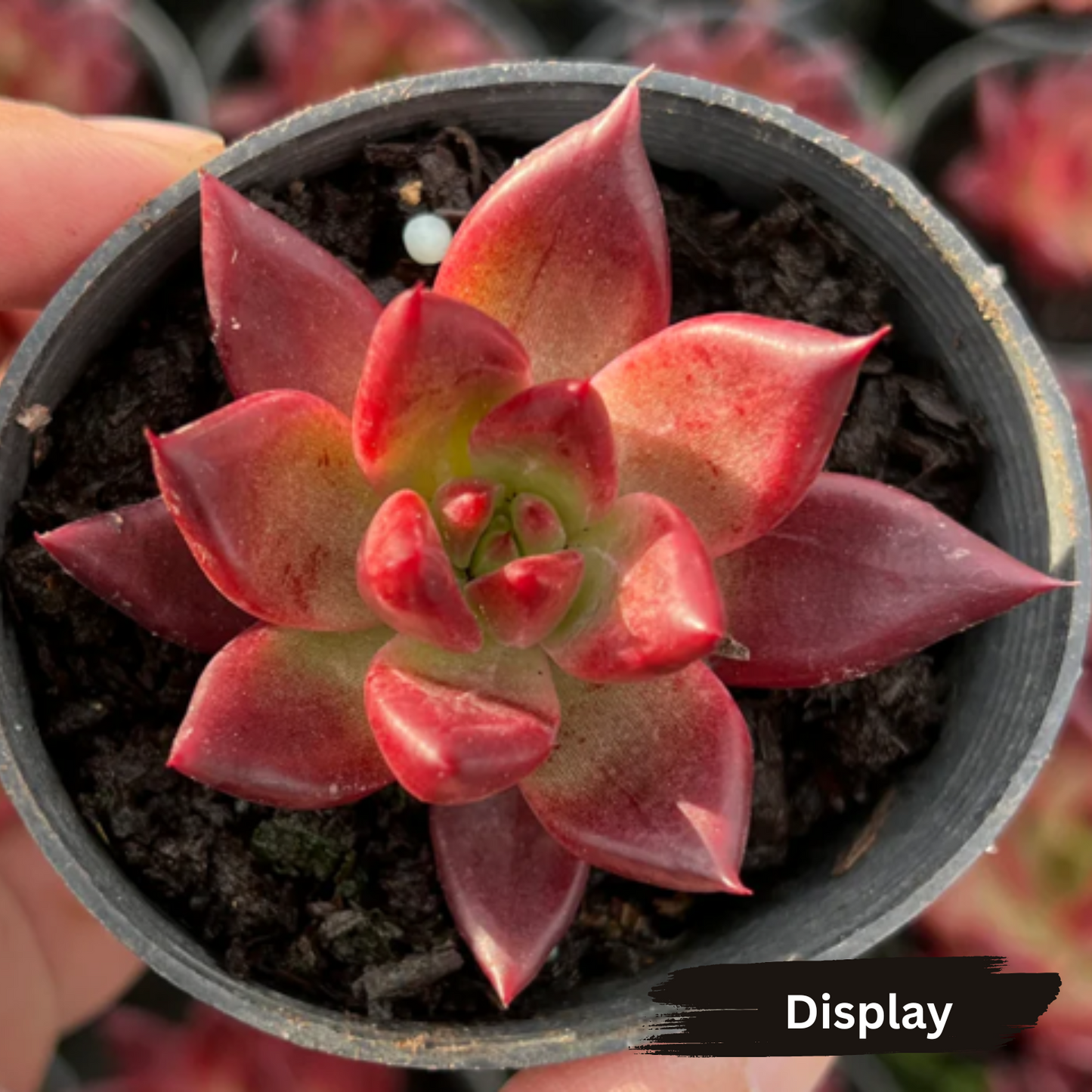 Echeveria 'Red Soul'