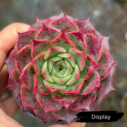 Echeveria 'Red Wine Queen'