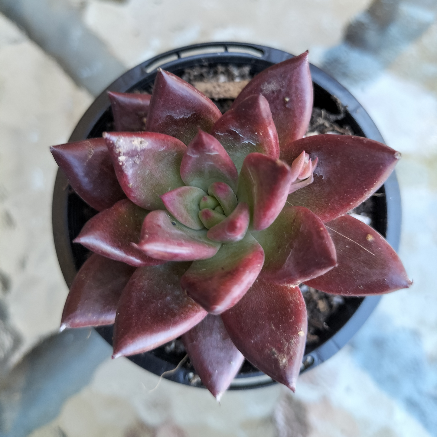 Echeveria 'Red Soul'