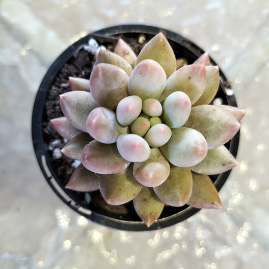 Pachyveria 'Red Angel's Fingers'