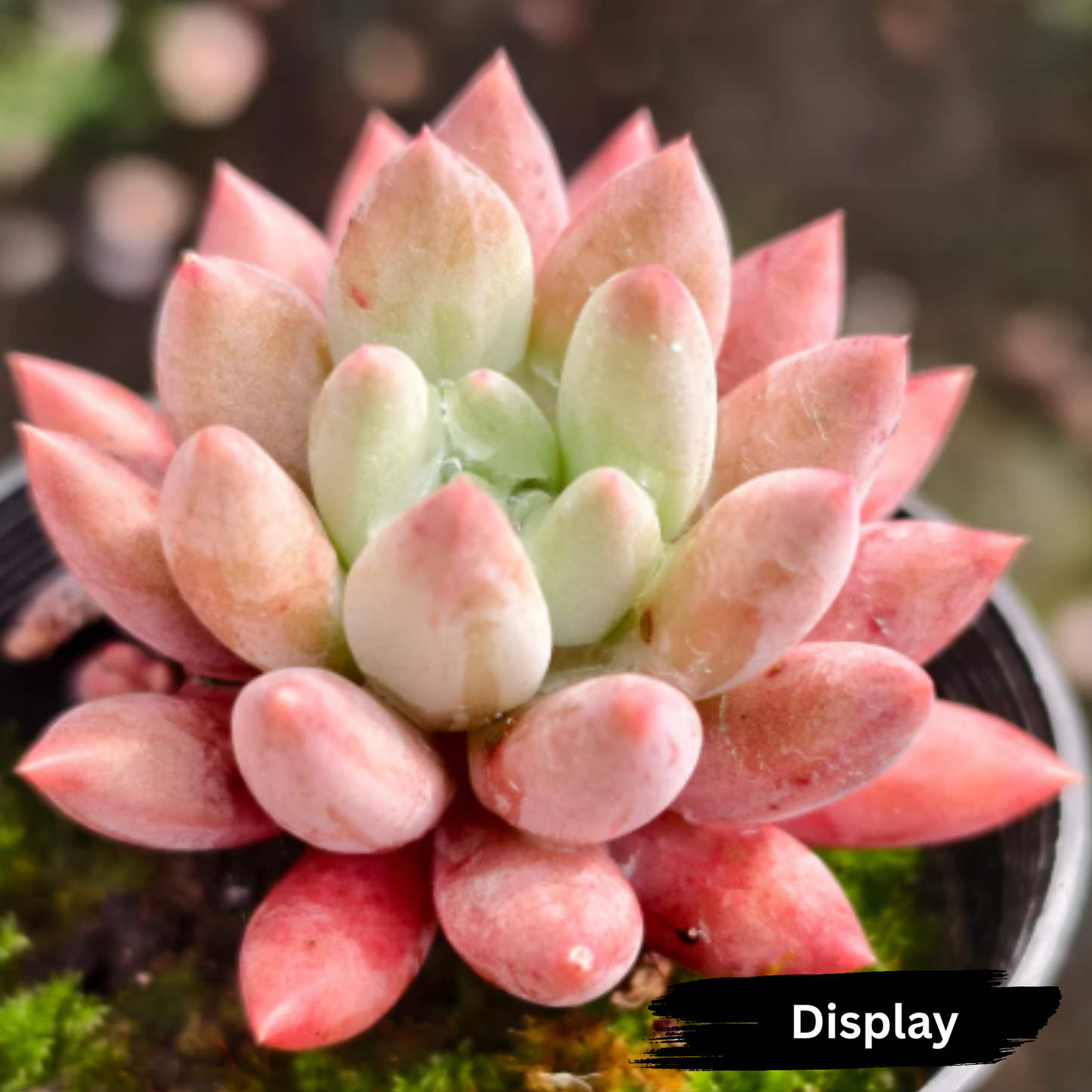 Pachyveria 'Red Angel's Fingers'