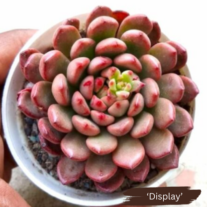 Echeveria 'Red Hole'