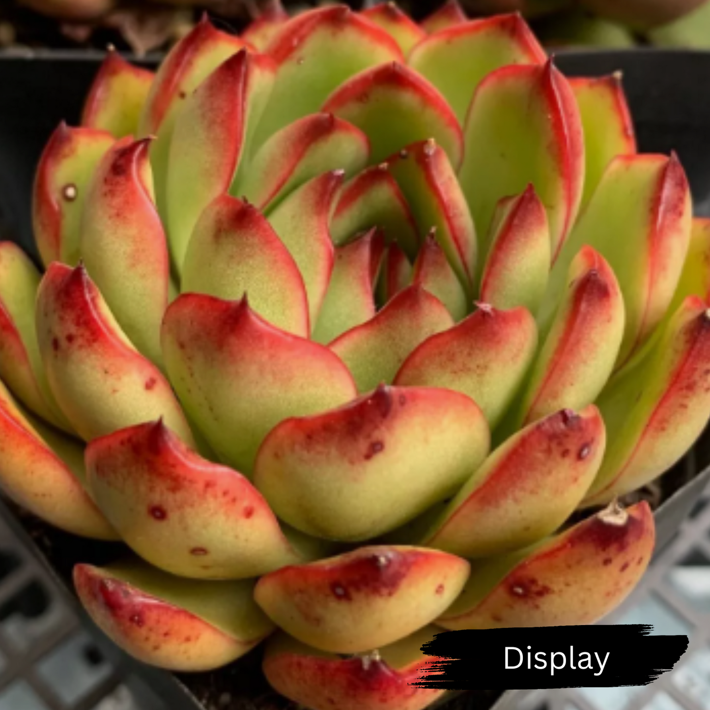 Echeveria poldensis 'Red Line'