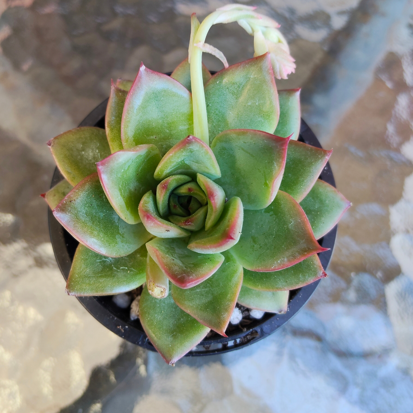 Echeveria 'Red Rose' Korean