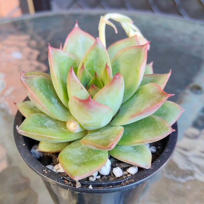 Echeveria 'Red Rose' Korean