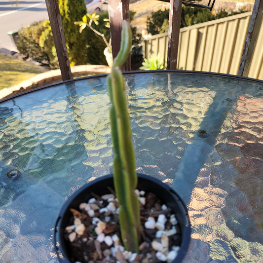 Rhipsalis pentaptera (1 piece)