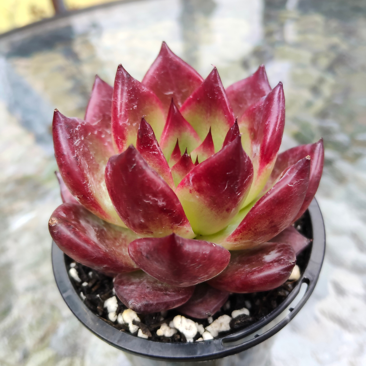 Echeveria Roca