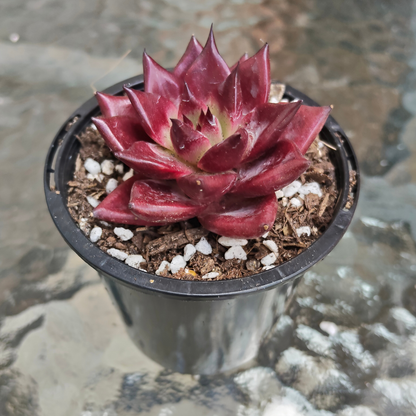 Echeveria agavoides 'Romeo Rubin'