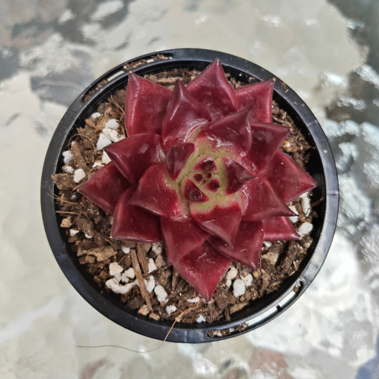 Echeveria agavoides 'Romeo Rubin'