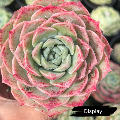Echeveria 'Rosalia'