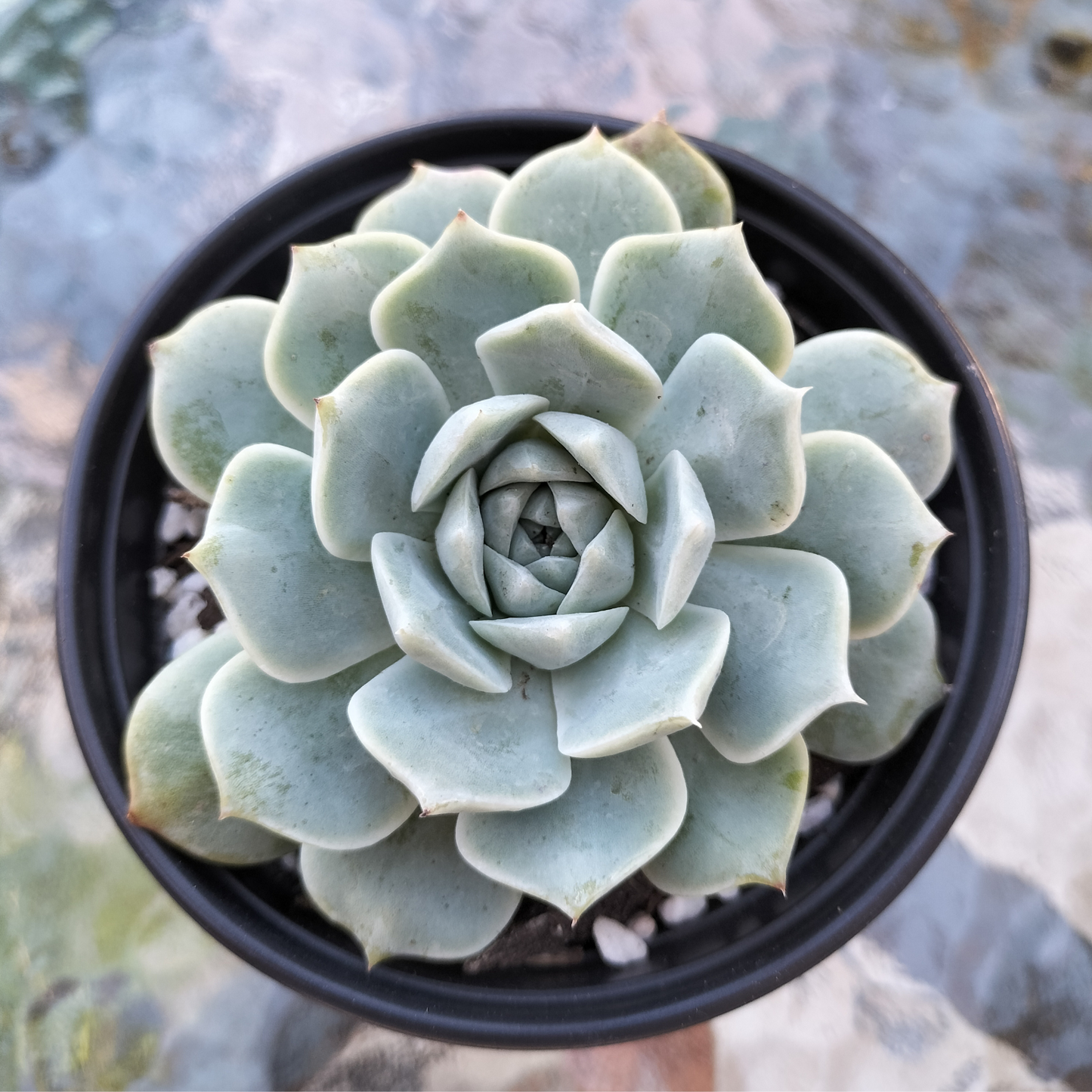 Echeveria 'Rosalia'