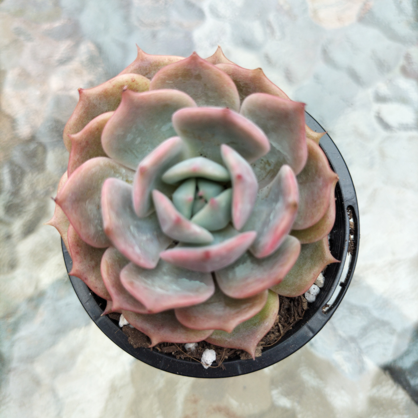 Echeveria Rosanna (Echeveria colorata x lauii )
