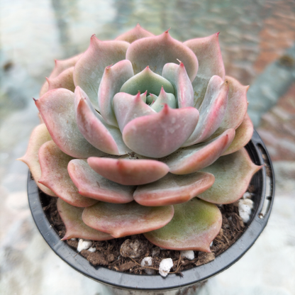 Echeveria Rosanna (Echeveria colorata x lauii )