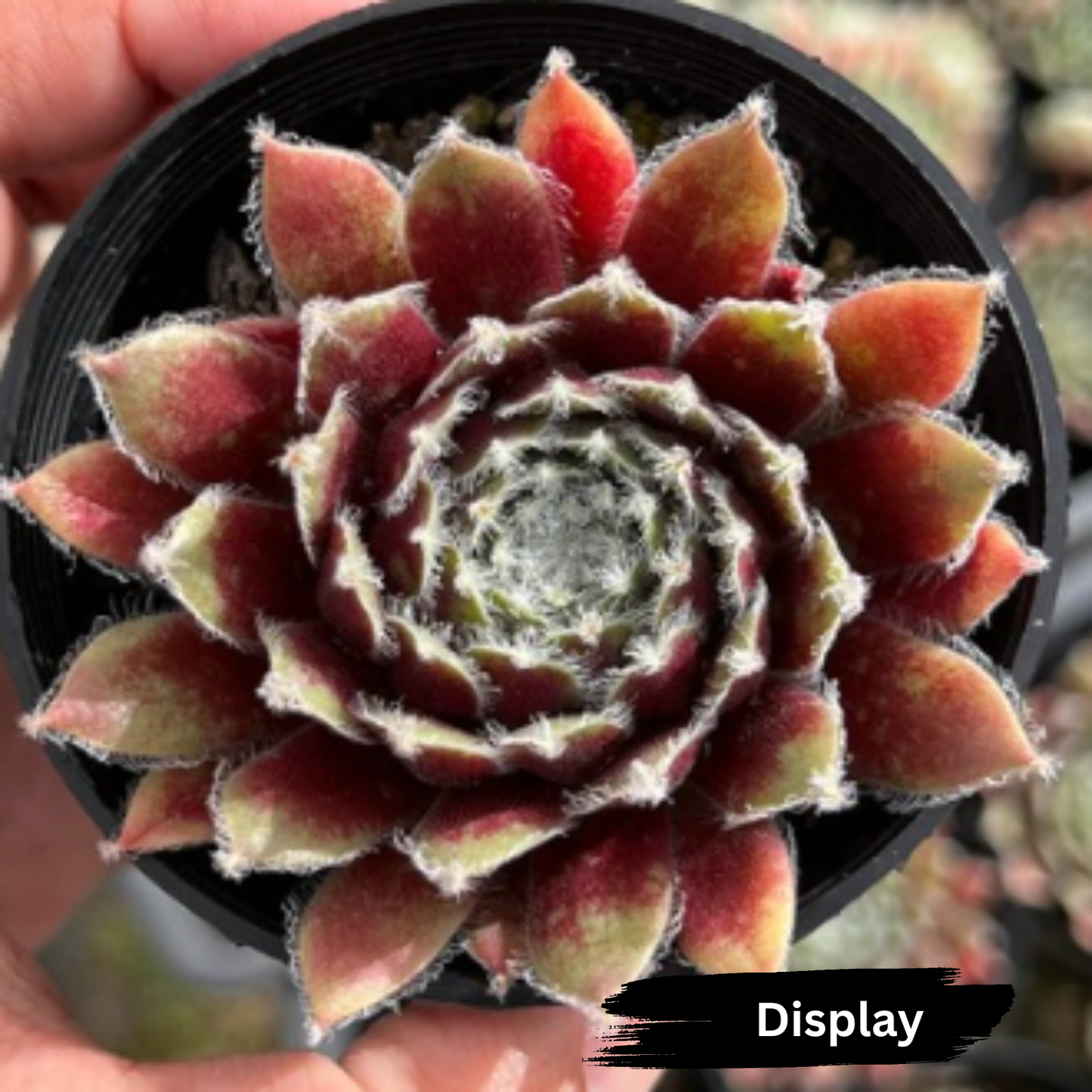 Sempervivum arachnoideum 'Rubin'