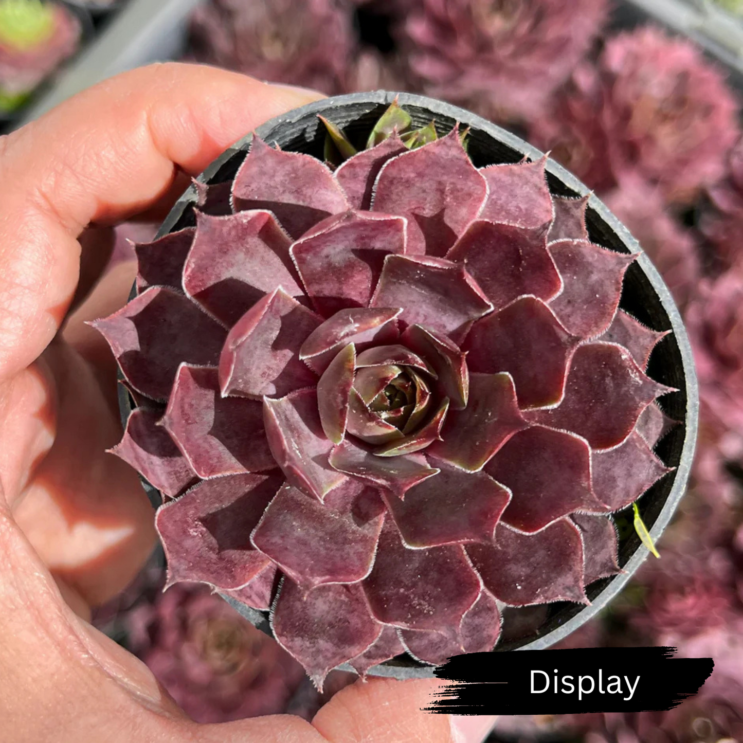 Sempervivum 'Saga'