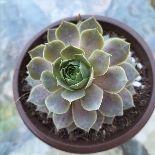 Sempervivum 'Saga'