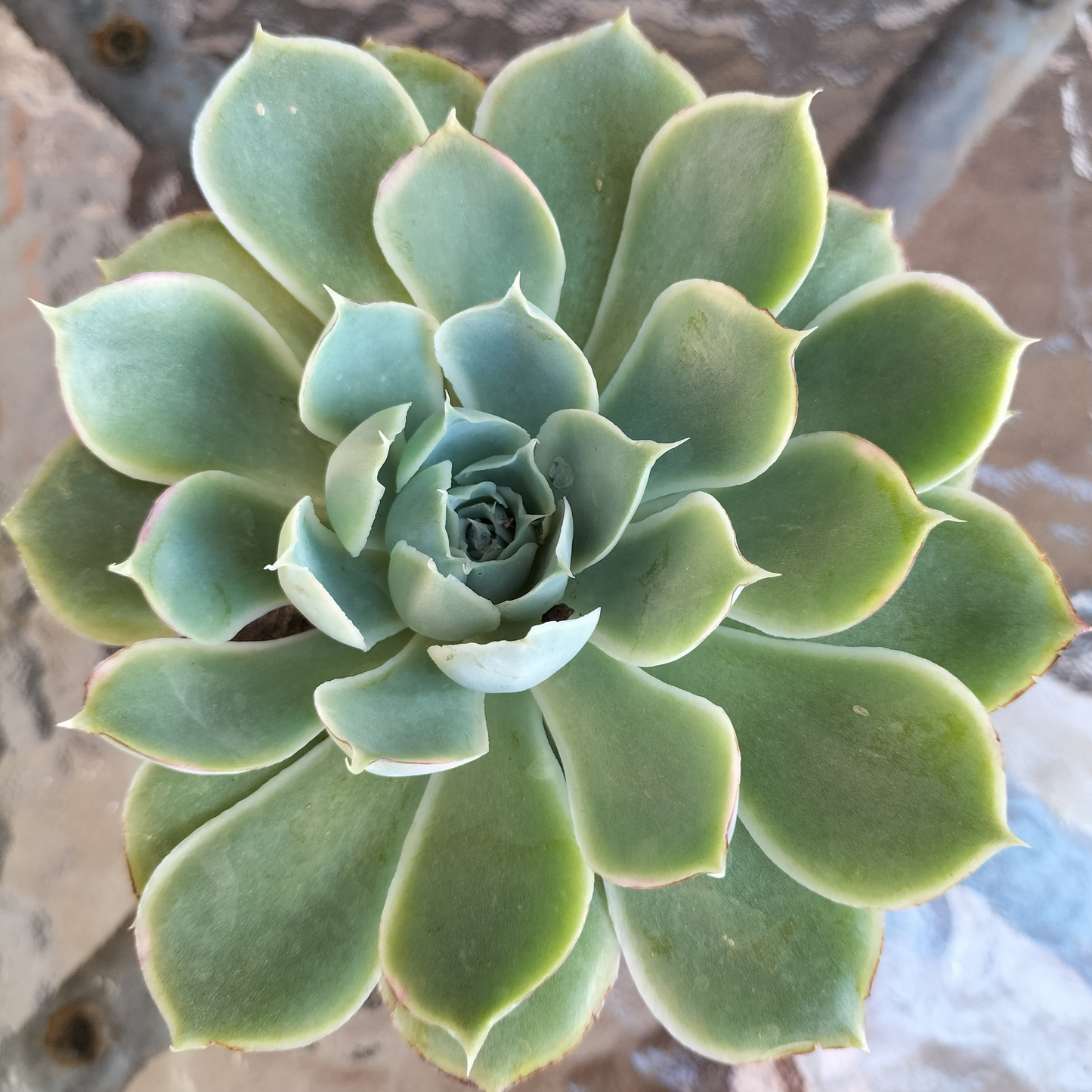 Echeveria simulans 'Lugana Sanchez'