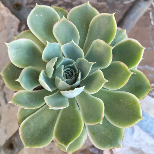 Echeveria simulans 'Lugana Sanchez'