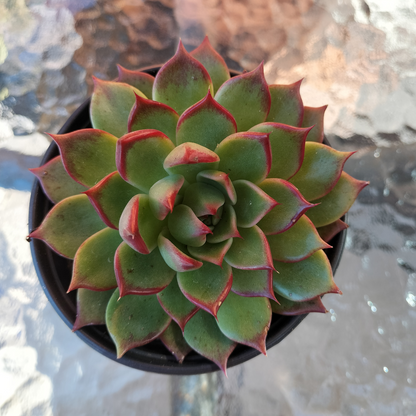 Echeveria agavoides 'Sara Bonnie'