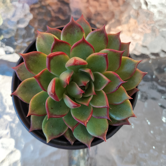 Echeveria agavoides 'Sara Bonnie'
