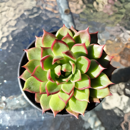Echeveria agavoides 'Sara Bonnie'