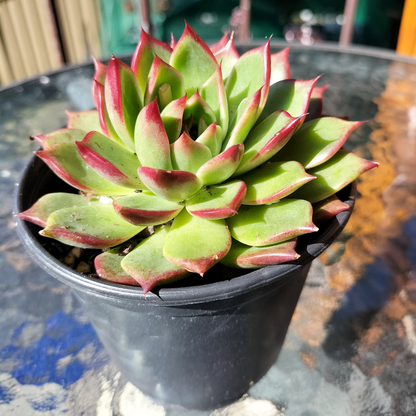 Echeveria agavoides 'Sara Bonnie'