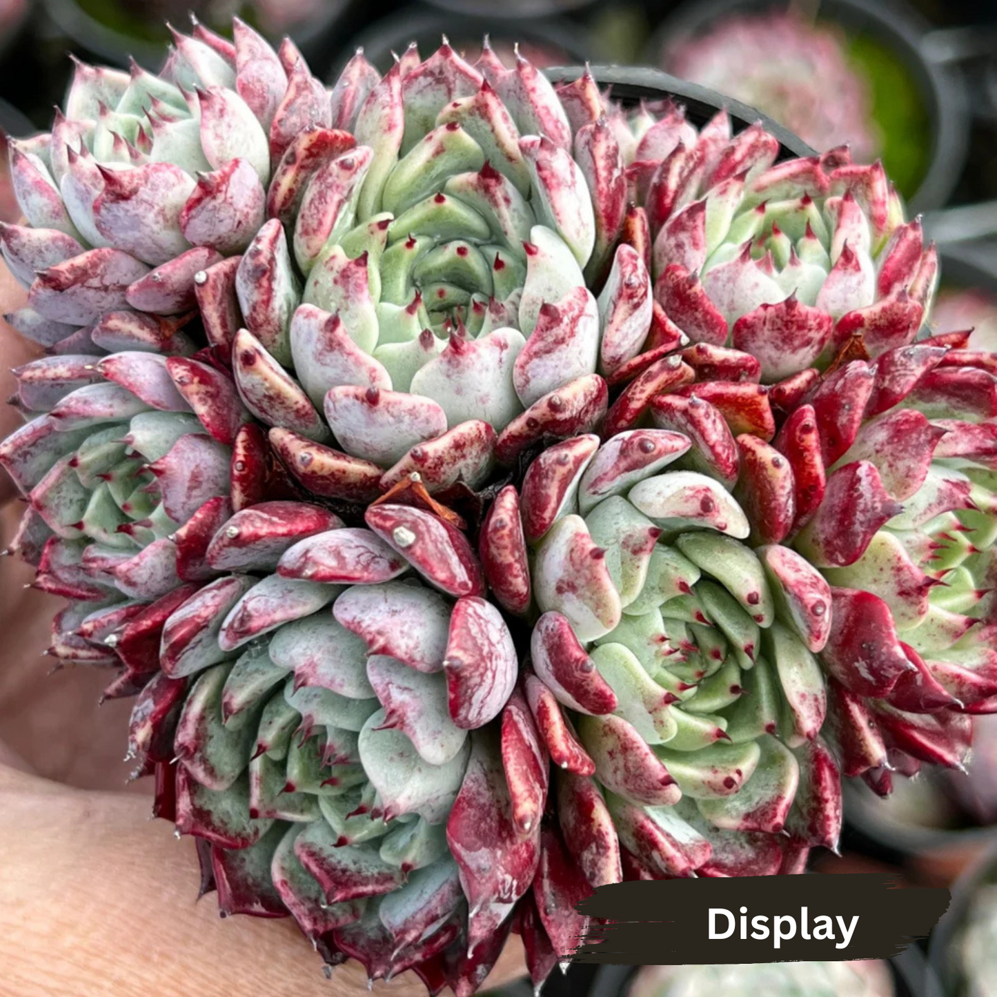 Echeveria 'Sarahime Botan'
