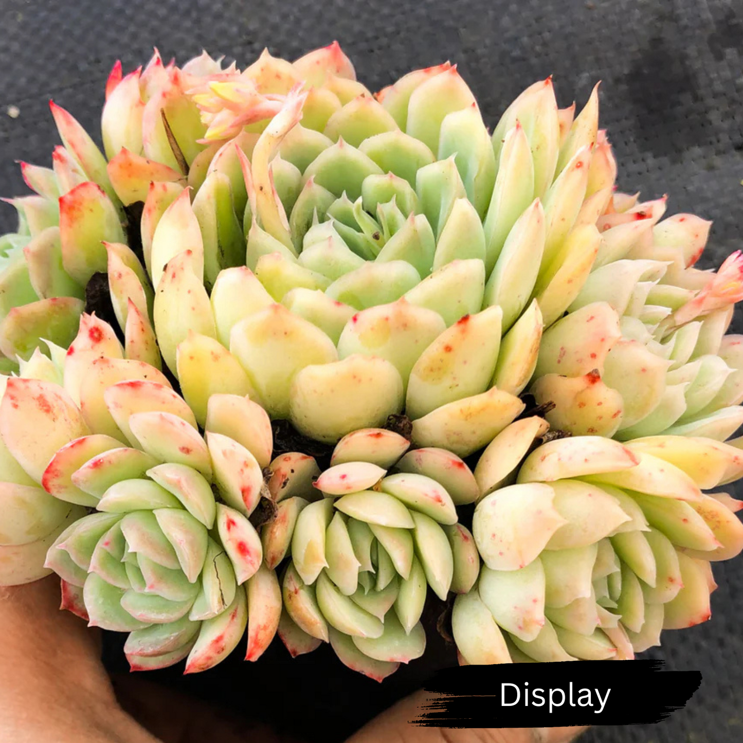 Echeveria 'Schichi-kuksi'