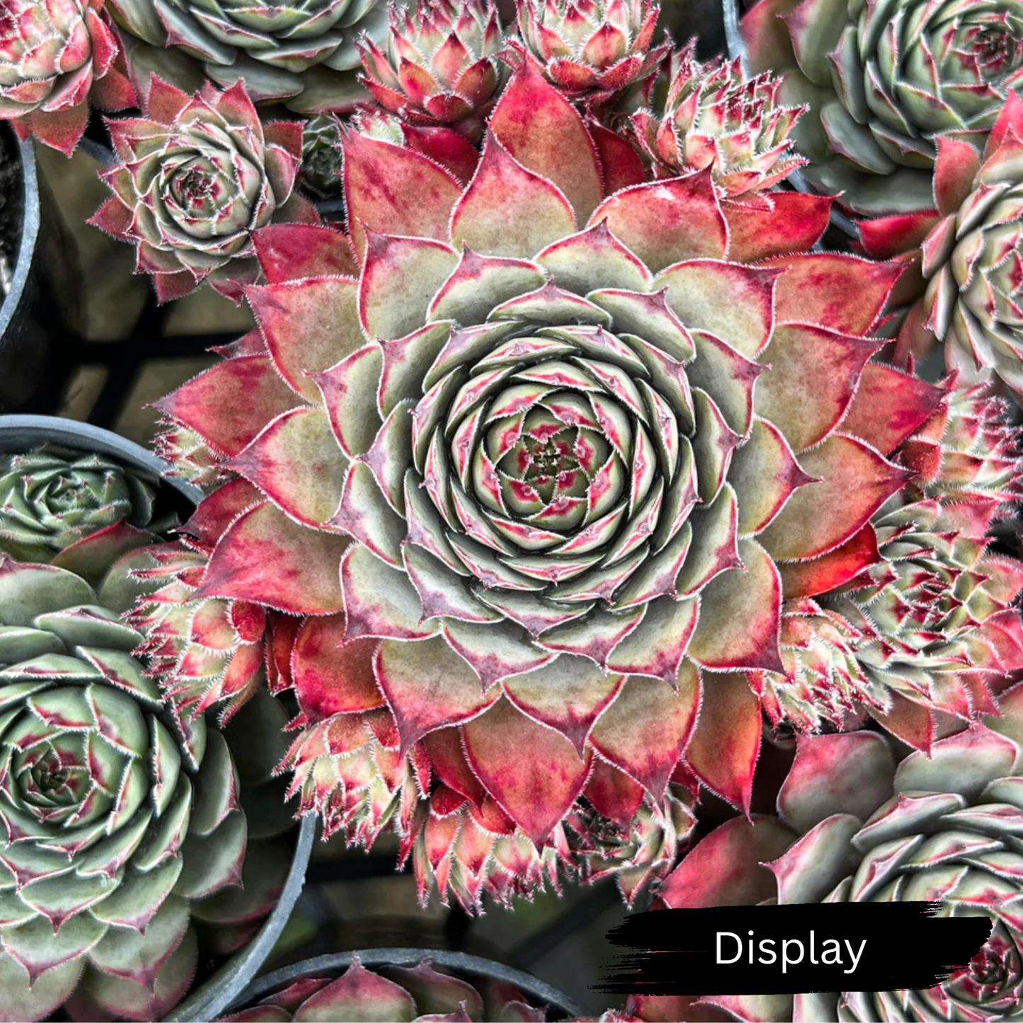 Sempervivum calcareum 'Atropurpureum'