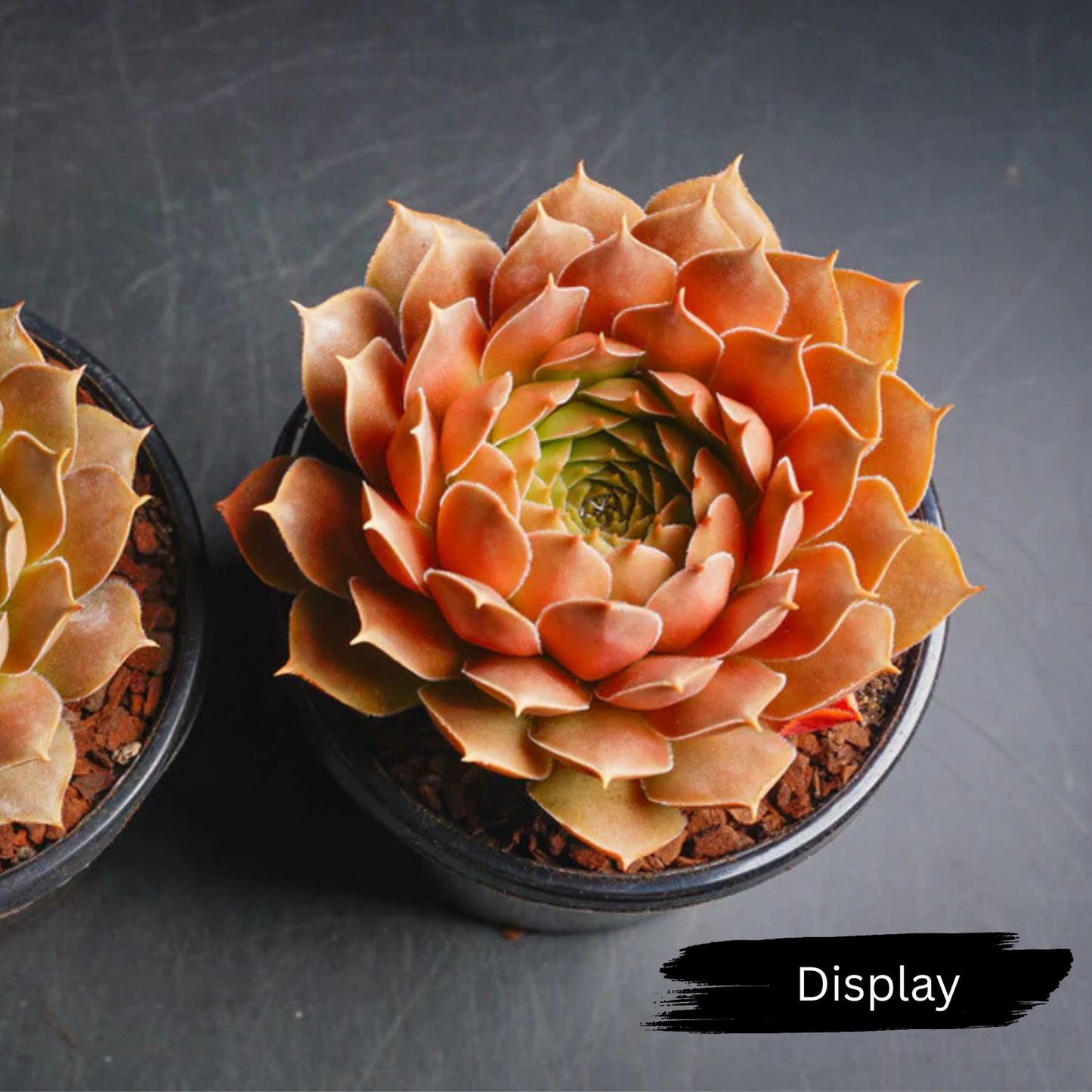 Sempervivum marmoreum 'Brunneifolium'