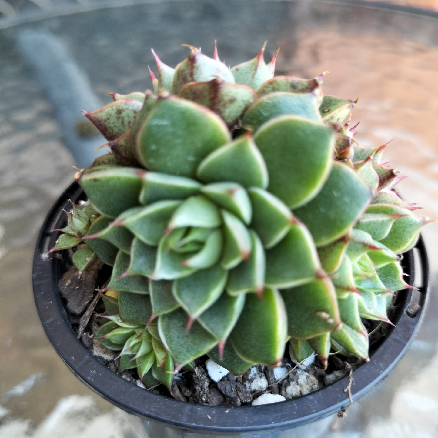 Echeveria purpusorum 'Shamrock'
