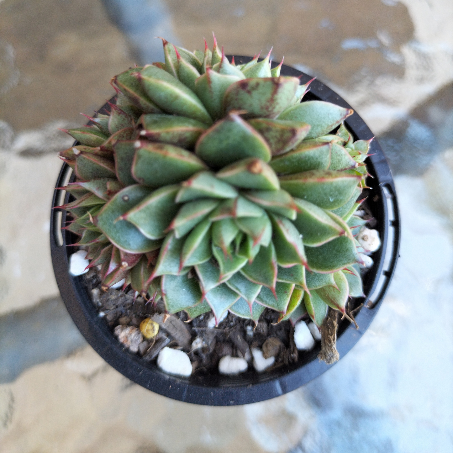 Echeveria purpusorum 'Shamrock'