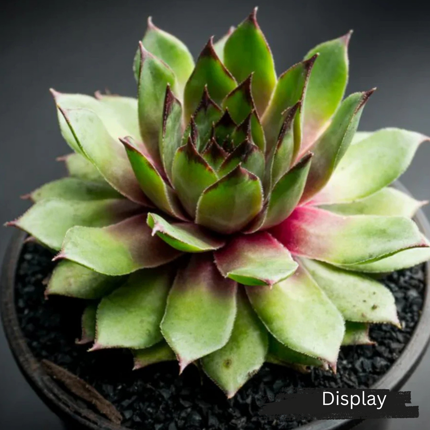 Sempervivum 'Sharon's Pencil'
