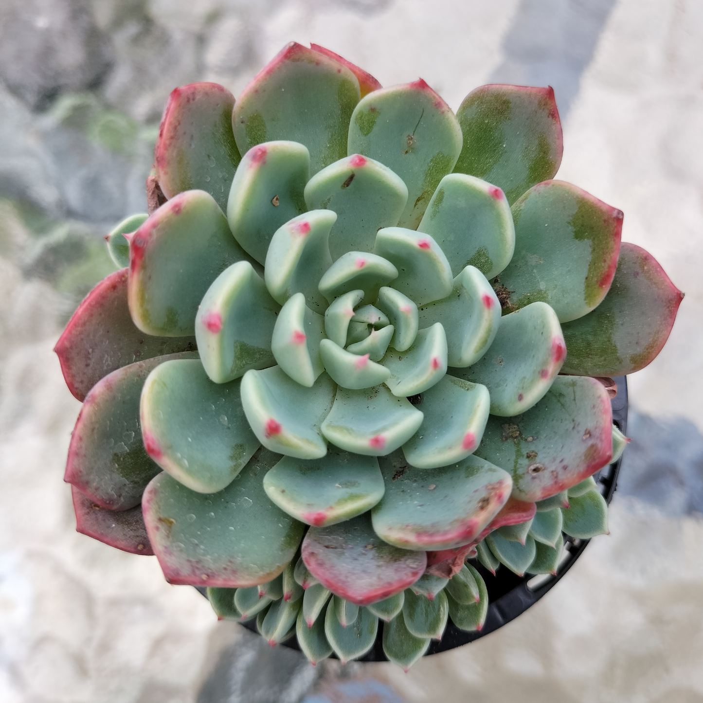Echeveria 'Shichifuku Bini'