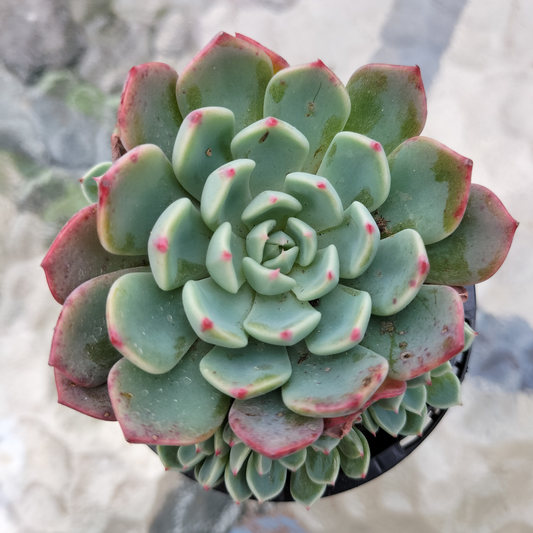 Echeveria 'Shichifuku Bini'