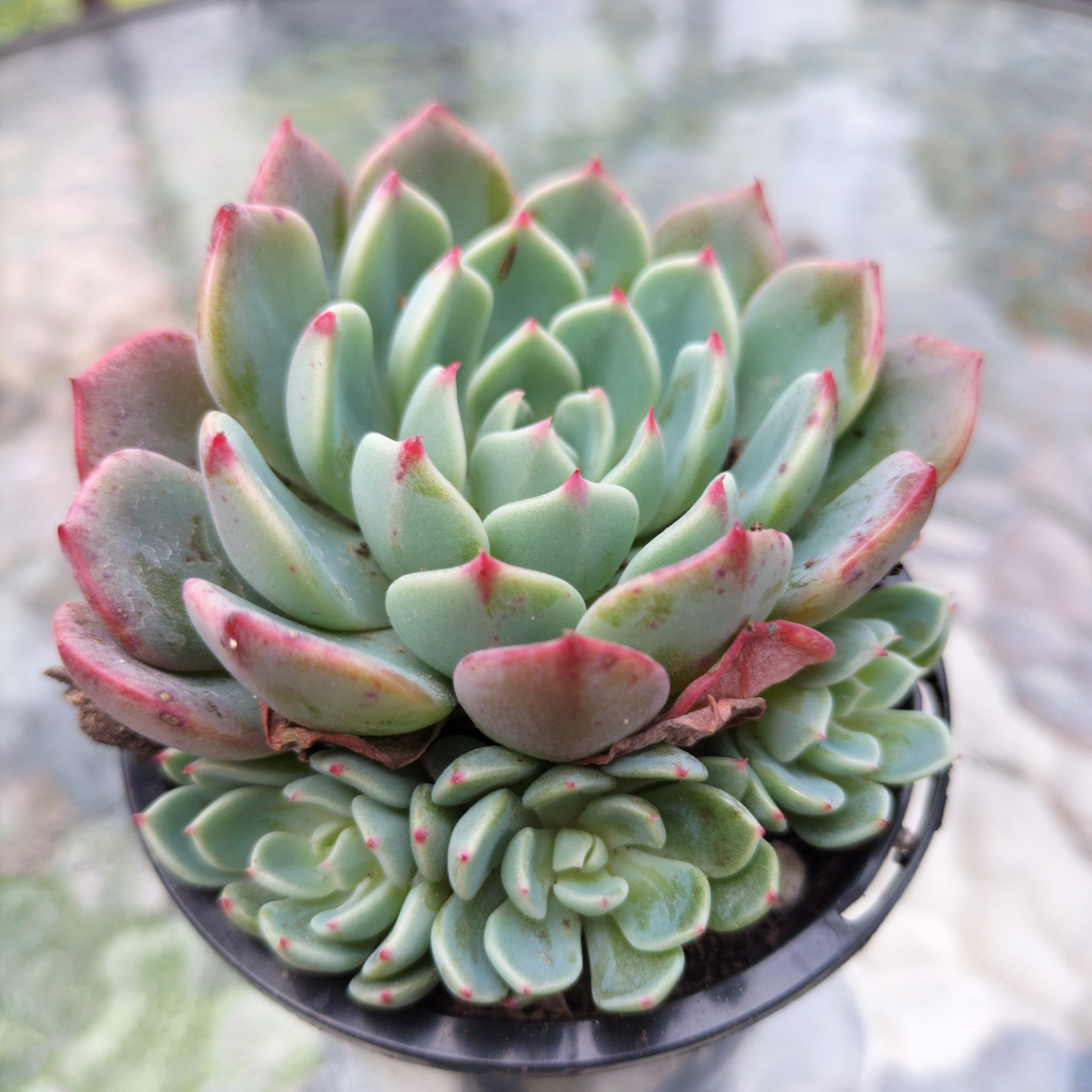 Echeveria 'Shichifuku Bini'