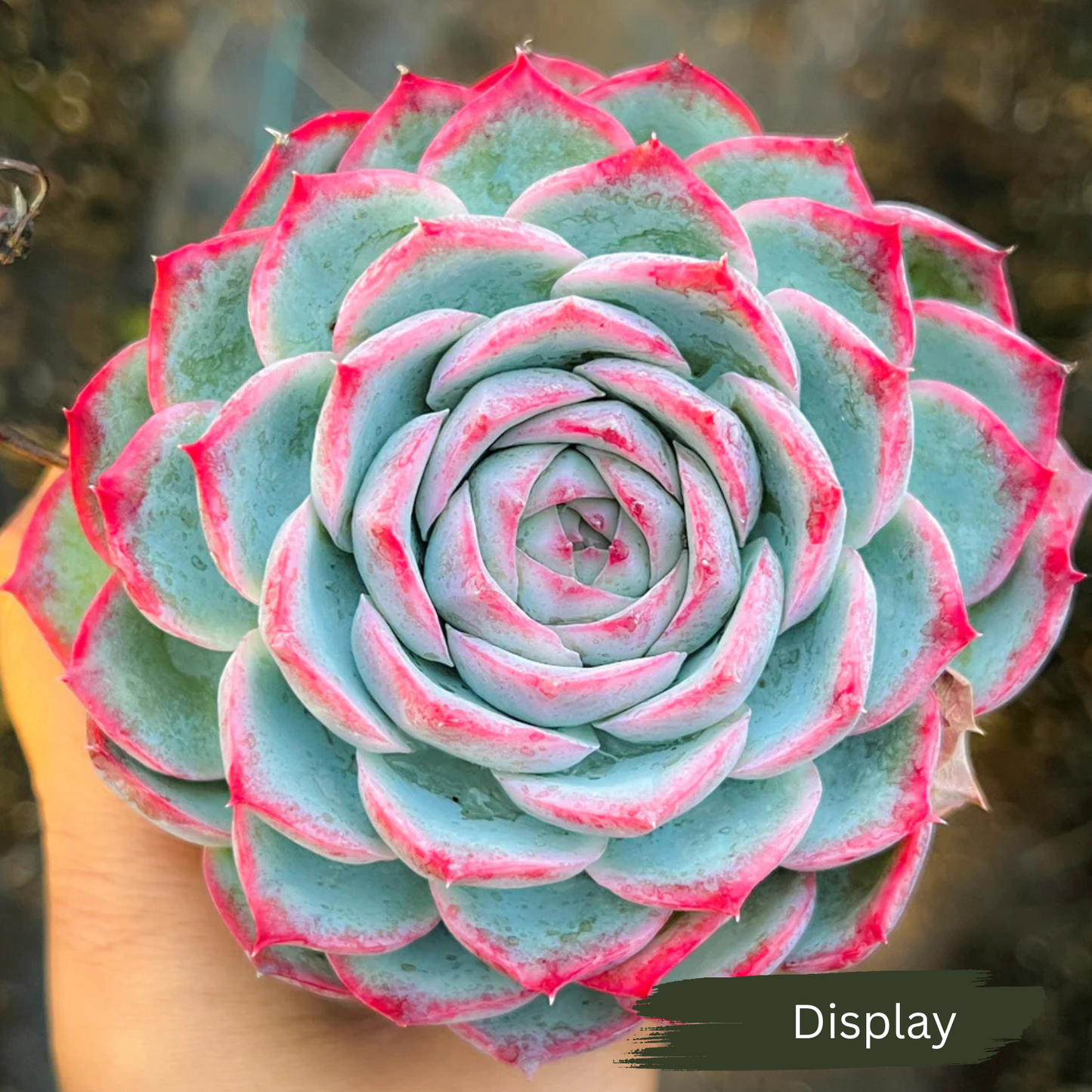 Echeveria 'Silhouette'